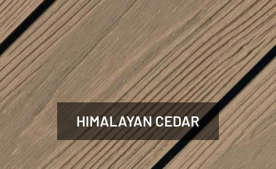 Himalayan Cedar